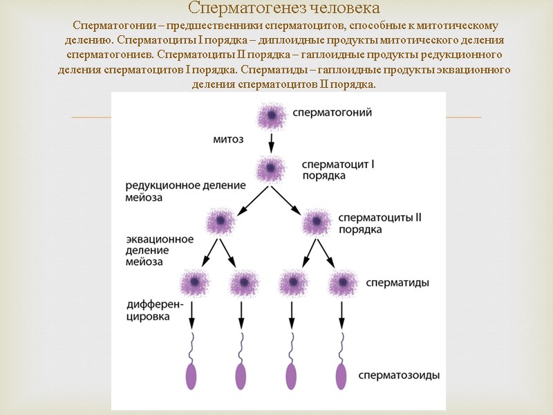Сперматогенез человека  Сперматогонии – предшественники сперматоцитов, способные к митотическому делению. Сперматоциты I порядка